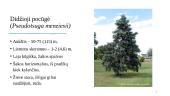 Pocūgės (Pseudotsuga) 7 puslapis