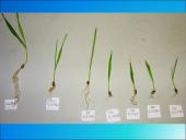 Dirvožemis, dirvožemio tarša 12 puslapis