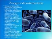 Dirvožemis, dirvožemio tarša 13 puslapis