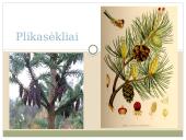 Plikasėkliai medžiai