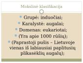 Plikasėkliai medžiai 2 puslapis