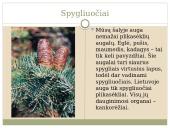 Plikasėkliai medžiai 4 puslapis