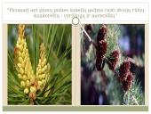 Plikasėkliai medžiai 5 puslapis