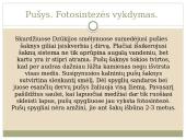 Plikasėkliai medžiai 6 puslapis