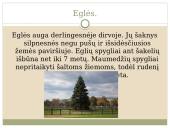 Plikasėkliai medžiai 7 puslapis