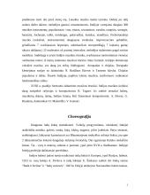 Indijos menas 3 puslapis