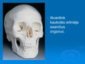 Audiniai, organai, organų sistemos   14 puslapis