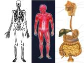 Audiniai, organai, organų sistemos   16 puslapis