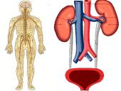 Audiniai, organai, organų sistemos   17 puslapis