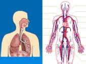 Audiniai, organai, organų sistemos   18 puslapis