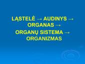 Audiniai, organai, organų sistemos   19 puslapis