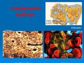 Audiniai, organai, organų sistemos   6 puslapis