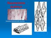 Audiniai, organai, organų sistemos   7 puslapis