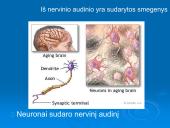 Audiniai, organai, organų sistemos   10 puslapis