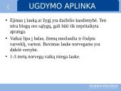 Ikimokyklinis ugdymas Norvegijoje  10 puslapis