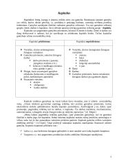 Kapitalas bei rizika 2 puslapis