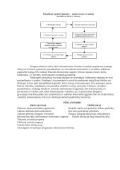 Kapitalas - rizika 3 puslapis