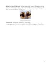 Molekulių judėjimas, difuzija 2 puslapis