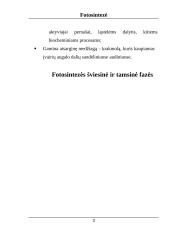 Fotosintezė. Projektinis darbas 2 puslapis