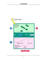 Fotosintezė. Projektinis darbas 3 puslapis