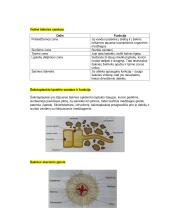 Dujų apykaita plaučiuose ir audiniuose 2 puslapis