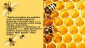 Projektas: „Bitė“ 8 puslapis