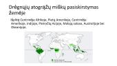 Drėgnieji atogrąžų miškai - produktyviausi miškai planetoje 2 puslapis