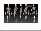 Bendroji osteologija 2 puslapis