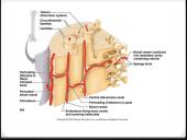 Bendroji osteologija 12 puslapis