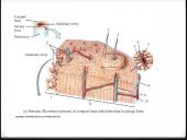 Bendroji osteologija 14 puslapis
