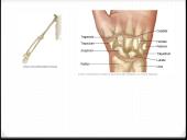 Bendroji osteologija 17 puslapis