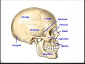 Bendroji osteologija 18 puslapis