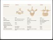 Bendroji osteologija 19 puslapis