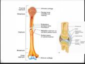Bendroji osteologija 6 puslapis
