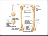 Bendroji osteologija 9 puslapis