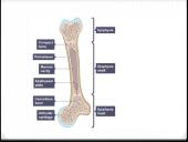 Bendroji osteologija 10 puslapis