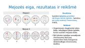Mitozės ir mejozės samprata 15 puslapis