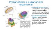 Mitozės ir mejozės samprata 3 puslapis