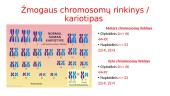 Mitozės ir mejozės samprata 10 puslapis