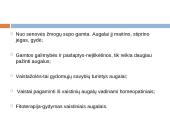 Lietuviškų vaistažolių arbata 2 puslapis