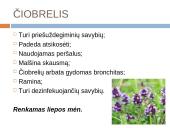 Lietuviškų vaistažolių arbata 11 puslapis