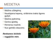 Lietuviškų vaistažolių arbata 12 puslapis