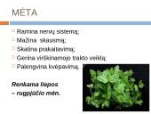 Lietuviškų vaistažolių arbata 7 puslapis