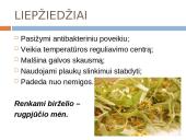 Lietuviškų vaistažolių arbata 8 puslapis