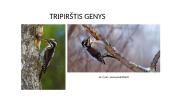 Tripirštis genys