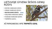 Tripirštis genys 2 puslapis