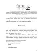 Medienos dangų sudarymo ir sukietinimo būdai 16 puslapis