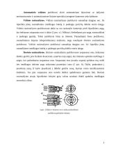 Medienos dangų sudarymo ir sukietinimo būdai 5 puslapis