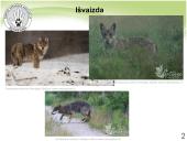 Baltijos vilkas 2 puslapis