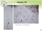 Baltijos vilkas 11 puslapis